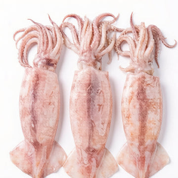 Squid
